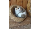 Прекрасный подарок - шотландский котнок