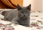 Отдам в дар очень красивого котенка-подростка