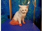 Стрижка собак, котов и кошек