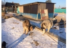 Ферма в Надеждинском районе