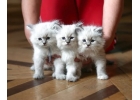 Невская Маскарадная кошечка