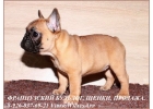 Щенки французского бульдога